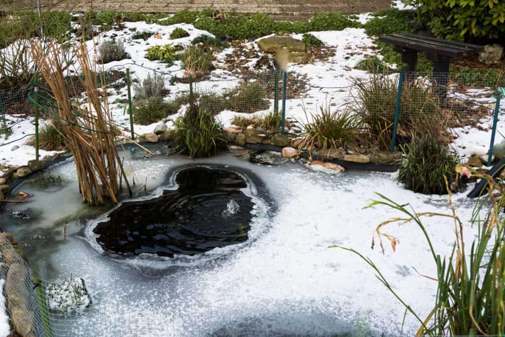 How to winterize the garden pond