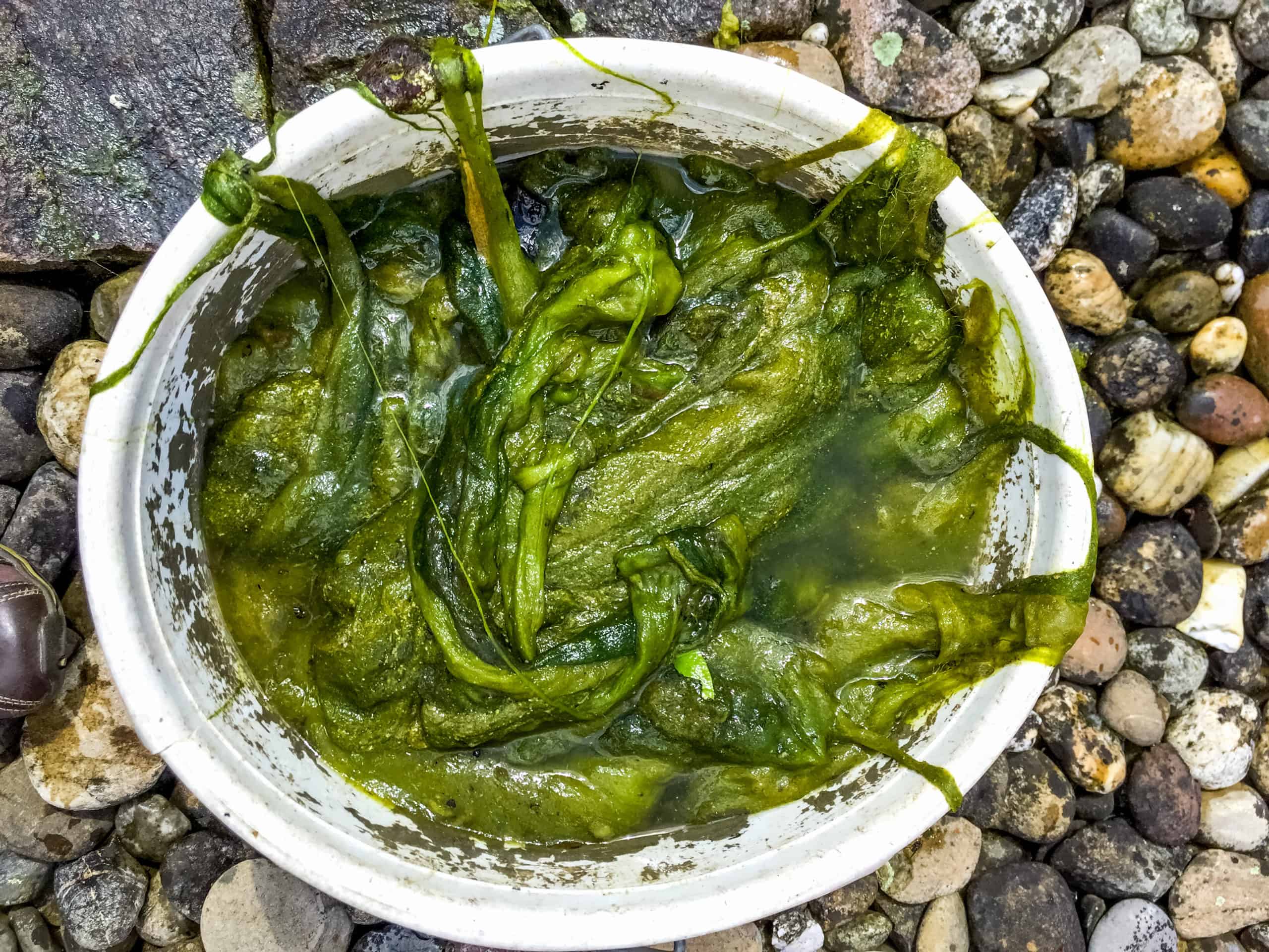 successfully-remove-and-combat-algae-in-your-pond-pondlovers