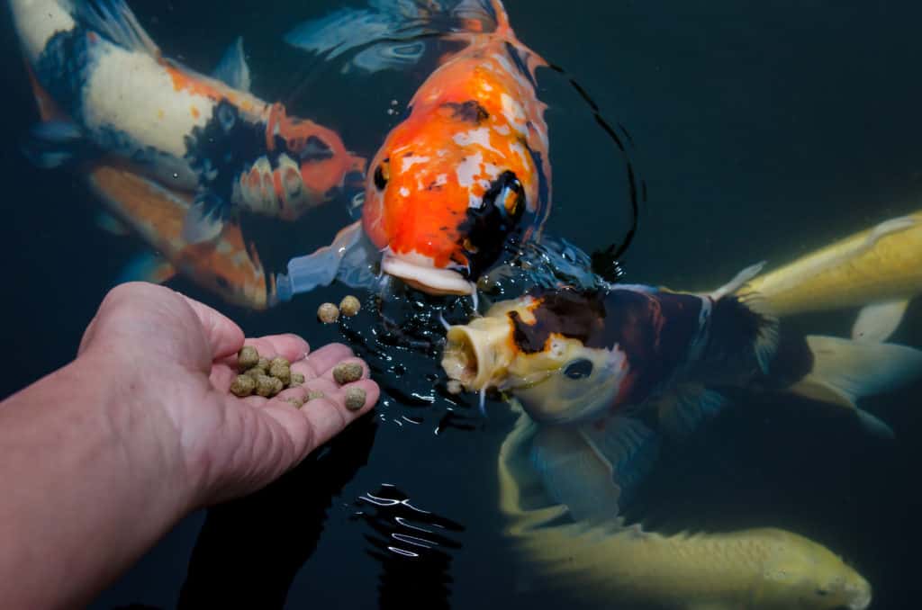 Which koi food should you feed and when