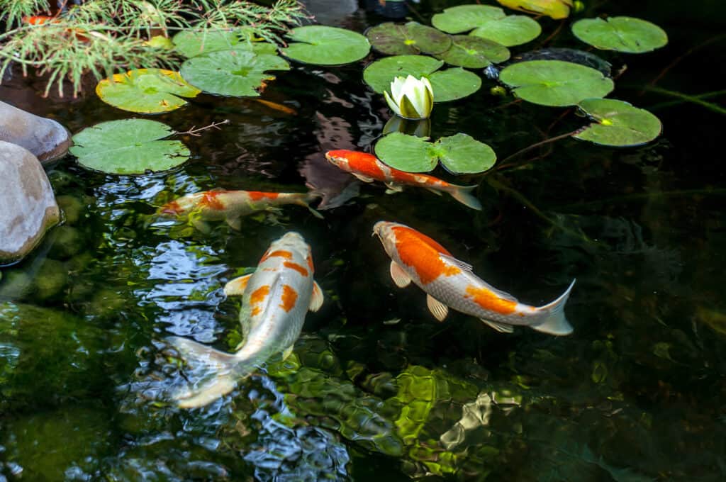 Six Important Tips to Create a Koi Pond
