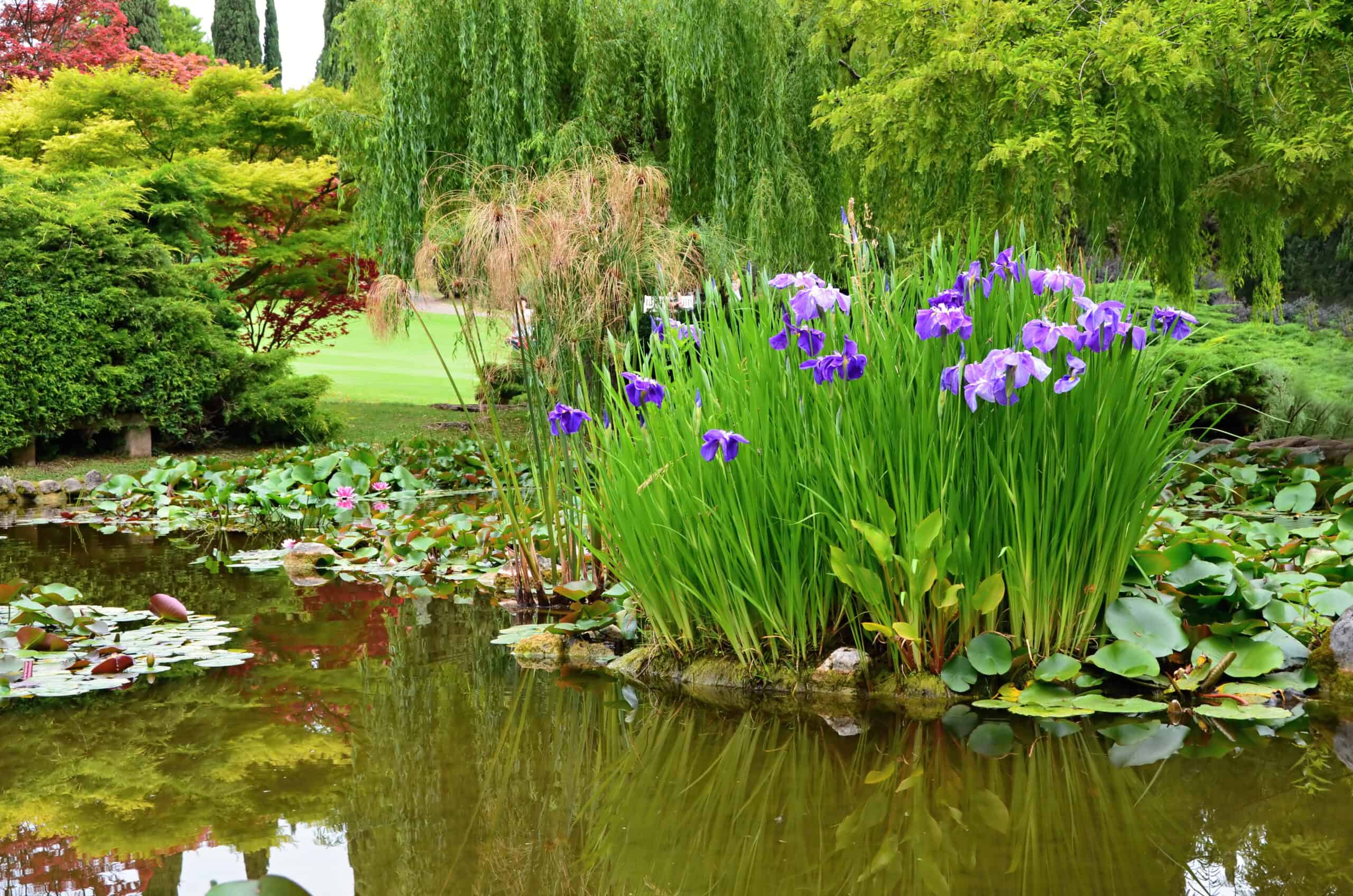 10 Popular Pond Plants | Pond Plants, Garden Pond Design, Pond Landscaping